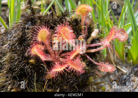 Gemeinsame oder Runde rotblättrige Sonnentau Drosera Rotundifolia Isle of Mull, Schottland Stockfoto