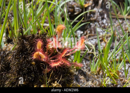 Gemeinsame oder Runde rotblättrige Sonnentau Drosera Rotundifolia Isle of Mull, Schottland Stockfoto