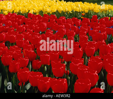 Tulpen-Niederlande Stockfoto