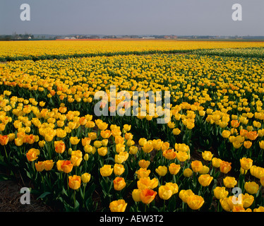 Tulpenfelder Niederlande Stockfoto