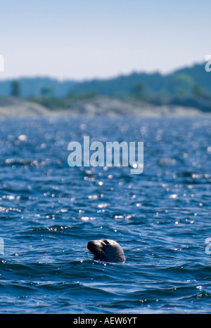 Eine Baltische Grey Seal HALICHOERUS GRYPUS BALTICUS steckt seinen Kopf aus dem Wasser in den Schären von Stockholm, Schweden. Stockfoto