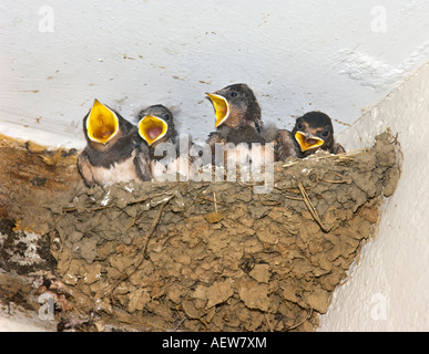 4 vier schlucken junge Scheune Hirundo Rustica Nest geöffnet geöffnet Mund Rechnung Schnabel betteln um Essen betteln Stockfoto