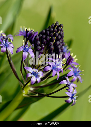 Peruanischer Blaustern Flowerhead Stockfoto