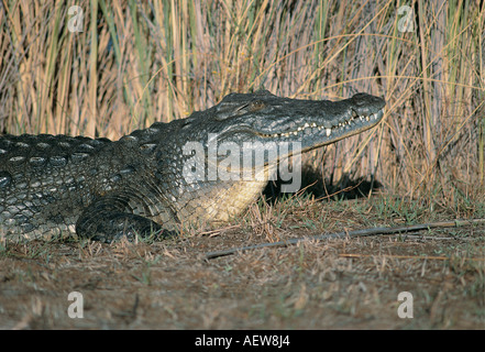 Porträt von Nil-Krokodil mit seinem Kopf angehoben, während Aalen in der Sonne Okavango Delta-Botswana-Südafrika Stockfoto