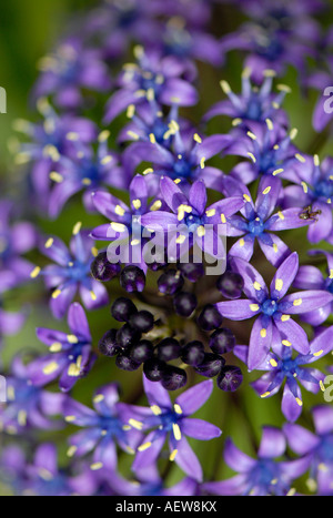 Ein peruanischer Blaustern Flowerhead Nahaufnahme Stockfoto