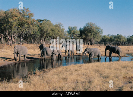 Elefanten trinken am Kwai Fluss Chobe-Nationalpark-Botswana-Südafrika Stockfoto