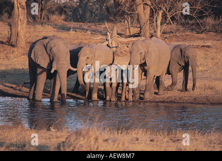 Elefanten an der Kwai Fluss Chobe Nationalpark Botswana südlichen Afrika warmen Abendlicht trinken Stockfoto