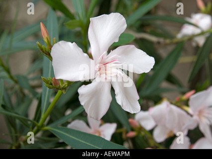 Oleander-Blume Stockfoto