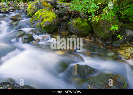 Nickel Creek Mount Rainier Nationalpark Washington Stockfoto