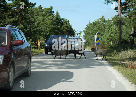Schwarze Schafe beim Überqueren einer Straße in Fårö-Gotland Stockfoto