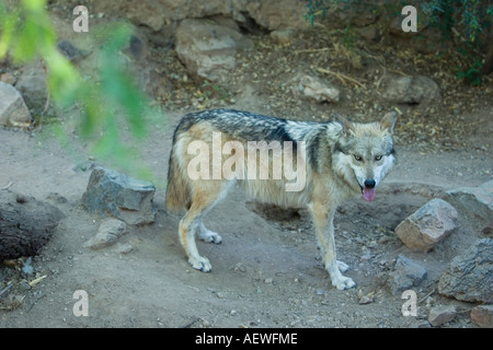 Mexikanische grauer Wolf Canis Lupus Baileyi auch als mexikanische Wolf und Lobo Stockfoto