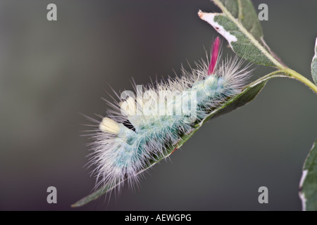 Blasse Grasbüschel Calliteara Pudibunda Larven auf Birke mit schönen Fokus Hintergrund Potton bedfordshire Stockfoto