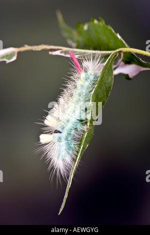 Blasse Grasbüschel Calliteara Pudibunda Larven auf Birke mit schönen Fokus Hintergrund Potton bedfordshire Stockfoto