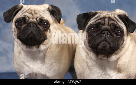 Paar von Fawn pugs Stockfoto