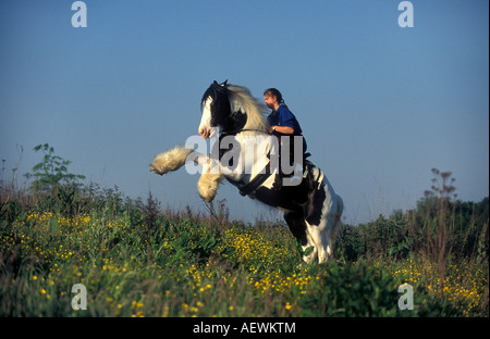 eine junge Frau reitet mit ihrem Tinker Pferd, das Pferd mit seinen vorderen Hufe wird Stockfoto