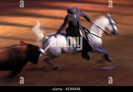 Ein Rejoneador auf einem reinrassigen spanischen Pferd Stockfoto