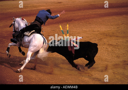 Ein Rejoneador auf einem reinrassigen spanischen Pferd Stockfoto