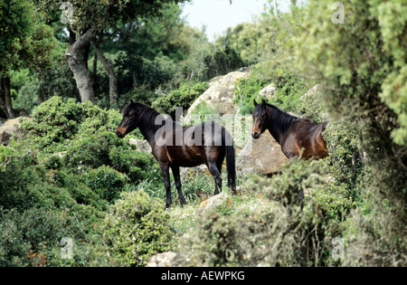 zwei Pferde Giara schwarze Hengst stehen zwischen Korkeichen Stockfoto