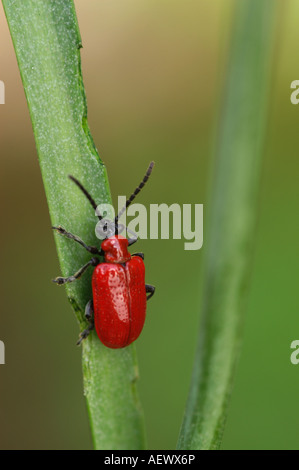 Nahaufnahme Makroaufnahme eines Red Scarlet Lily Käfers auf Blatt Stockfoto