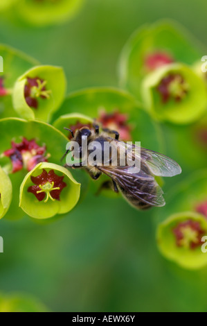 Honigbienen sammeln Pollen auf Euphorbia Blume Stockfoto
