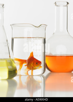 Goldfische im Labor Becher Stockfoto