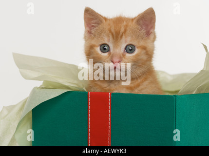 Kätzchen spähte aus Geschenk-box Stockfoto