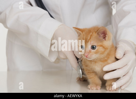 Tierarzt Hände Prüfung Kätzchen Stockfoto