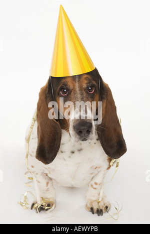 Porträt der Basset Hound tragen gelbe Partyhut Stockfoto