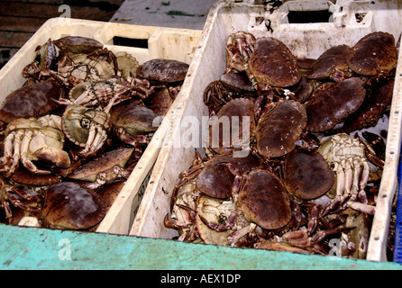 Essbare Krebs (Cancer Pagurus) Stockfoto