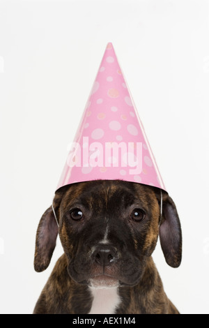 Pitbull Welpen tragen Partyhut Stockfoto