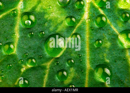Makro-Foto von Wassertropfen auf einem Blatt Stockfoto