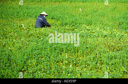 Landwirt in konische Hut im überfluteten Bereich sammeln Spinat Wasserpflanzen, Hoi An, Vietnam Stockfoto