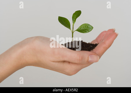 Frau Holding Sämling Stockfoto