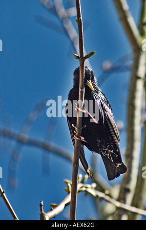 Schlafenden Vogel Stockfoto