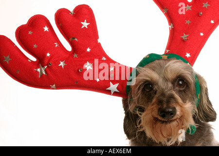 Ein Hund mit roten Filz Rentier-Geweih Stockfoto