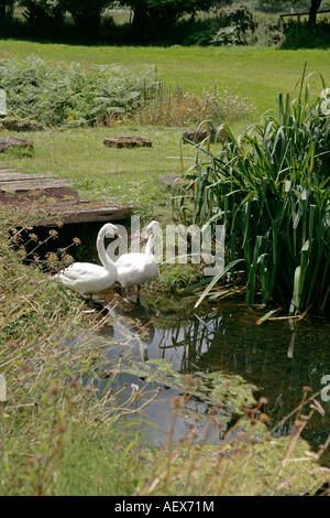 Mute Swans (Cygnus olor), Paar am Rande des Ziersee in Sussex, England Stockfoto