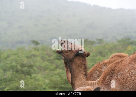 Kamele im Nebel während Kharif oder Sommermonsun Salalah südlichen Oman Stockfoto