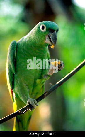 Costa Rica grünen Papagei Stockfoto