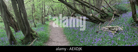 Glockenblumen Blüte in Niederwald Wald Kent England Stockfoto