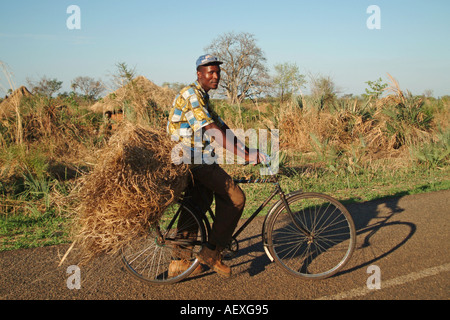 Ein Mann mit Schilf für thatching auf der Rückseite seines Fahrrades in Mfuwe Dorf nur außerhalb der South Luangwa Nationalpark. Stockfoto