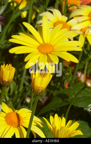 Gelbe Blume möglicherweise eine Art von Daisy am Caldecott Park Rugby Stockfoto