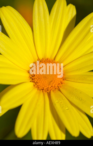 Gelbe Blume möglicherweise eine Art von Daisy am Caldecott Park Rugby Stockfoto