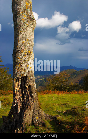 Arco Iris y Haya Quinto Real Kintoa Navarra España Regenbogen und Buche Navarra-Spanien Stockfoto