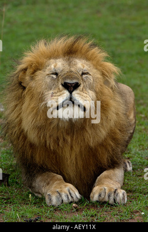 Löwe Panthera Leo Masai Mara Kenia männlichen Gebrüll hautnah Stockfoto