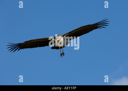 Marabou Storch Leptoptilos Crumeniferus Masai Mara Kenia während des Fluges kommen, um zu landen Stockfoto