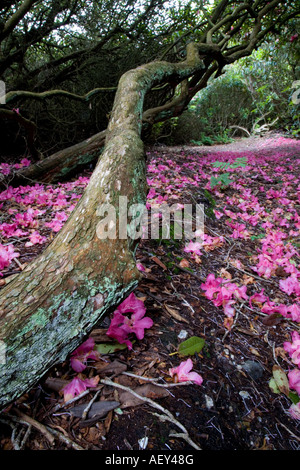 Teppich aus gefallenen rosa Rhododendron Blüten und Baumstamm, Sheringham Park, Norfolk, England Stockfoto