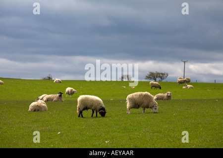 Bereich der Schafe weiden Stockfoto