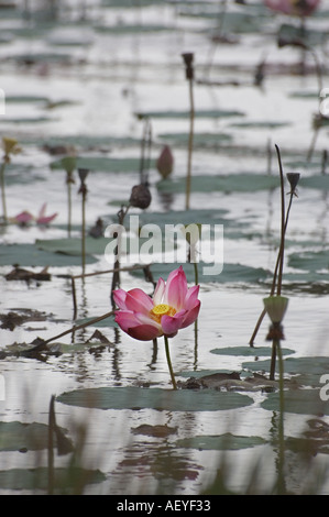 Lotusblüte im Teich Stockfoto