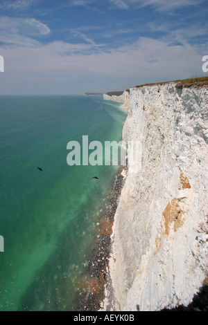 Seven Sisters Kreidefelsen mit Jackdaws, die unten fliegen - von Birling Gap Sussex UK Stockfoto
