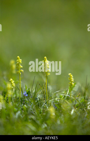 Winzige Moschus Orchideen (Herminium monorchis) wachsen auf Chalk downland an Noar Hill Nature Reserve, Hampshire, England Stockfoto